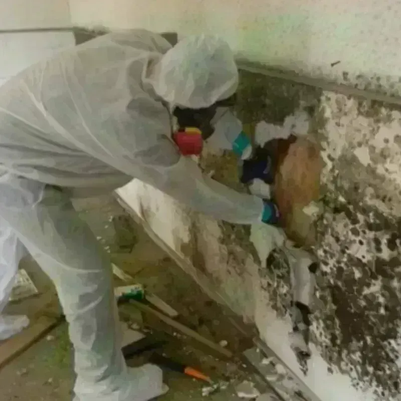 Mold Remediation and Removal in Idylwood, VA